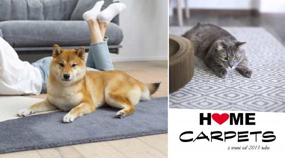 Jak skutecznie usunąć sierść psa lub kota z dywanu? 